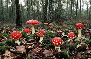 Level: FUNGI - Fly Agaric growing in leaf litter