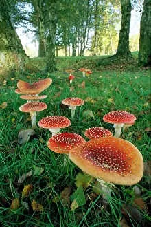 Birches: FUNGI - Fly Agaric in woods