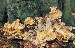 Foersts: Fungi at foot of tree