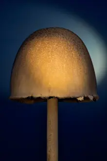 960521: Fungi fruiting body