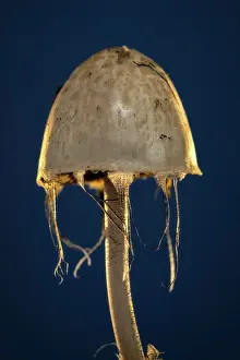 960521: Fungi fruiting body