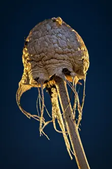 960521: Fungi fruiting body
