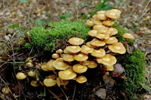 Clusters: Fungi - Galerina mutabilis - found - in dense clusters