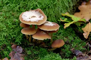 Clusters: Fungi - Galerina mutabilis - found - in dense clusters