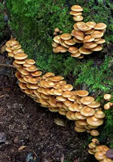 Clusters: FUNGI - Galerina mutabilis on stump in deciduous