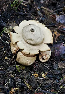 Sessile: Fungi - Geastrum sessile
