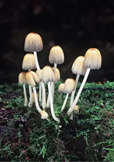 David C Dixon: FUNGI - GLISTENING INK CAP