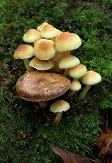 Clusters: FUNGI - Group of Sulphur Tuft, with Milk Cap (Lactarius