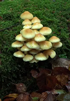 Clusters: FUNGI - Group of Sulphur Tuft on mossy stump, October