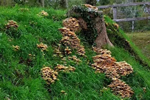 Clusters: Fungi - Honey or Boot-lace Fungus - found in dense