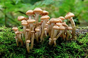 Clusters: Fungi - Honey or Boot-lace Fungus - found - dense