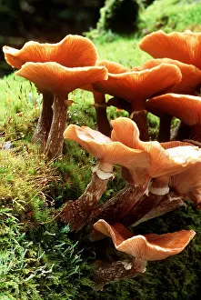 Toadstools: FUNGI - Honey / Boot Lace - growing on dead wood