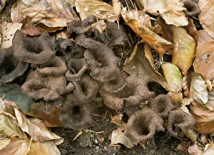 Toadstool: FUNGI - Horn of plenty among leaf litter