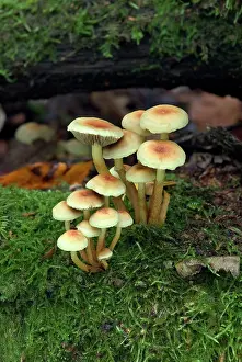 Clusters: FUNGI - Hygrophorus leucophaeus. October