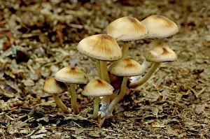 Clusters: Fungi