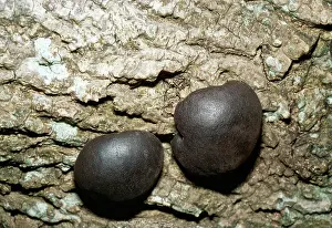 D. W. Greenslade: FUNGI - 'King AlfredIs CakesI