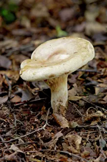 Lactarius: Fungi - Lactarius controversus - found - near poplar