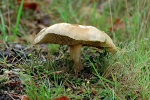 Bolete: Fungi - Larch Bolete - found with larch