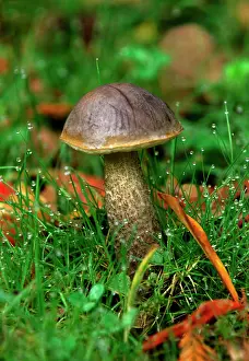 Leccinum: Fungi - Leccinum variicolor - found - with birch