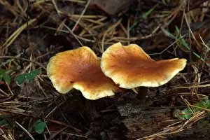 Lepista: FUNGI - Lepista inversa at base of conifer, October