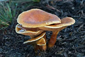 Lepista: Fungi
