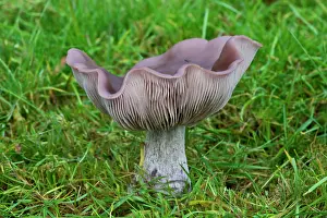 Nuda: Fungi