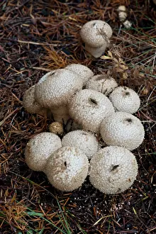 Perlatum: Fungi