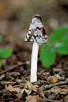 Alkaline: Fungi - Magpie Fungus - found on alkaline soil