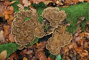 Trametes: Fungi / Mushroom - On a dead branch