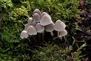 Mycena: Fungi - Mycena alcalina