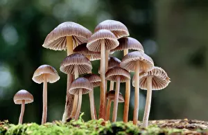 Clusters: FUNGI - Mycena group