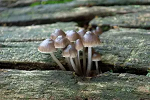 Mycena: FUNGI - Mycena inclinata on oak trunk. October