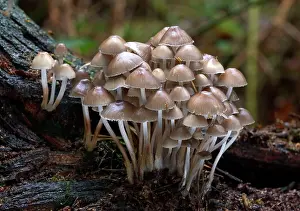 Clusters: FUNGI - Mycena inclinata on rotting conifer stump. October