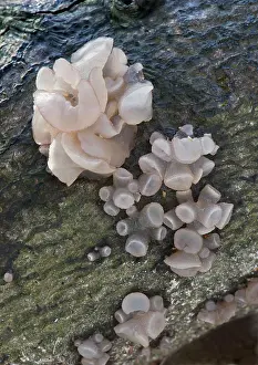 Pura: Fungi - Neobulgaria pura - on Beech trunk