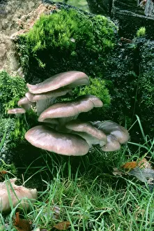 Bracket: FUNGI - Oyster Mushroom on tree stump