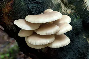 Bracket: FUNGI - Oyster Mushroom on trunk of silver birch