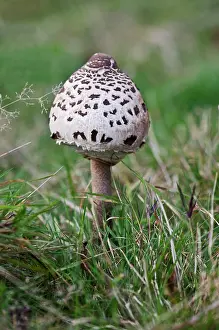 Parasol: Fungi - Parasol Mushroom