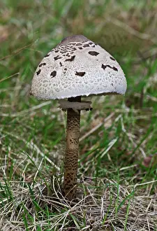 Parasol: Fungi - Parasol Mushroom