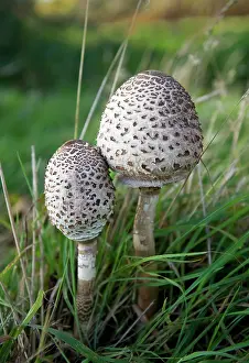 Parasols: Fungi - Parasols on Penshurst Estate