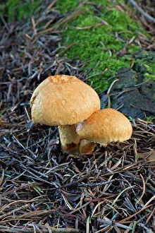 Aurivella: Fungi