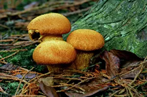Tufts: Fungi - Pholiota squarrosa - found - in dense tufts