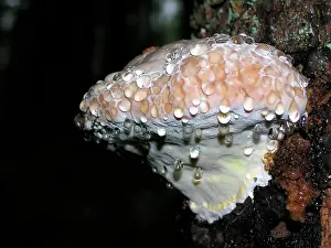 Polypore: Fungi - Polypore sp