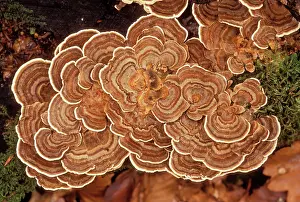 Polypore: Fungi - Polypore versicolore / Trametes
