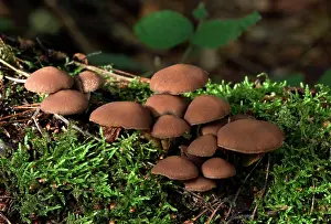 Clusters: FUNGI - Psathyrella hydrophila, on trunk in broad-leaf