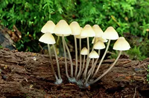 Rotting: Fungi - on rotting oak