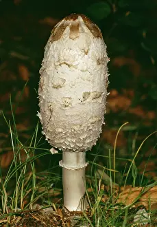 Comatus: Fungi - Shaggy Ink Cap, or LawyerIs Wig