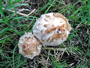 Wigs: Fungi - Shaggy Ink Cap, or Lawyer's Wig