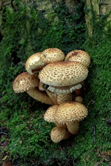 Clusters: FUNGI - Shaggy pholiota / Shaggy Scalycap. October