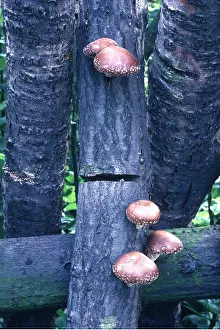 Toadstool: FUNGI - SHIITAKE mushrooms, edible