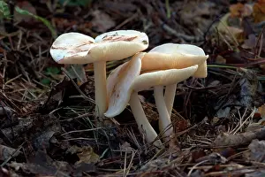 Maculata: FUNGI - Spotted Tough Shank, October